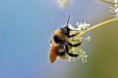 böcek makro