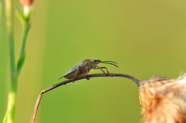 böcek makro