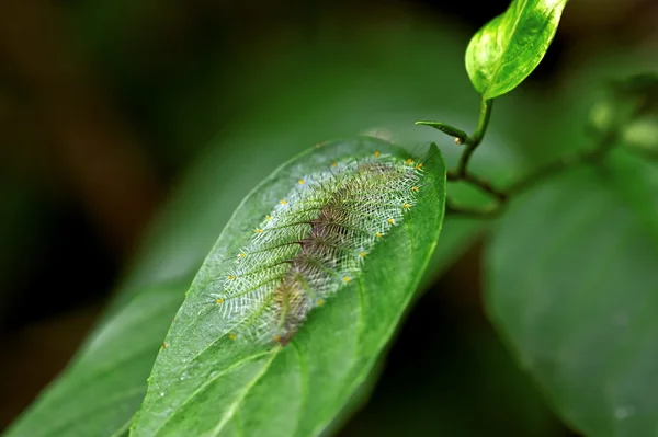 Makro hmyzu, laos — Stock fotografie