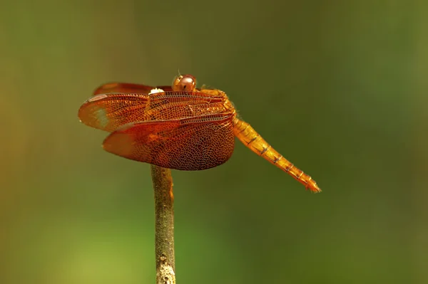 昆虫的宏老挝 — 图库照片