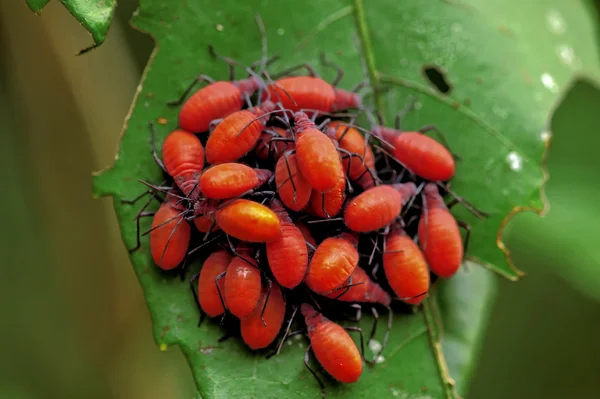 stock image Insect macro, Laos