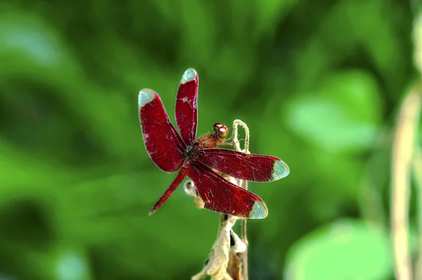 ラオス昆虫マクロ — ストック写真