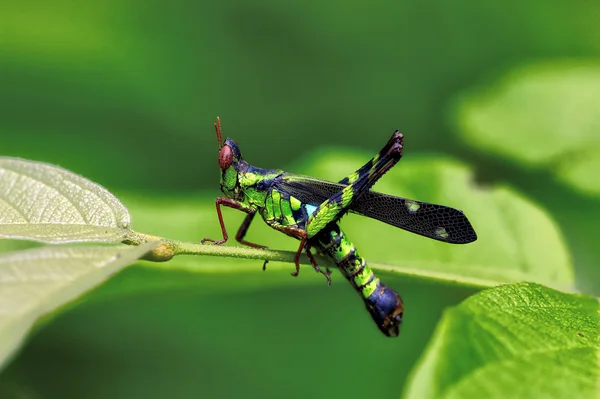 Macro inseto, Laos — Fotografia de Stock
