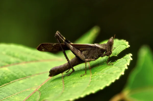Εντόμων μακροεντολή ακρίδα, Λάος — Φωτογραφία Αρχείου