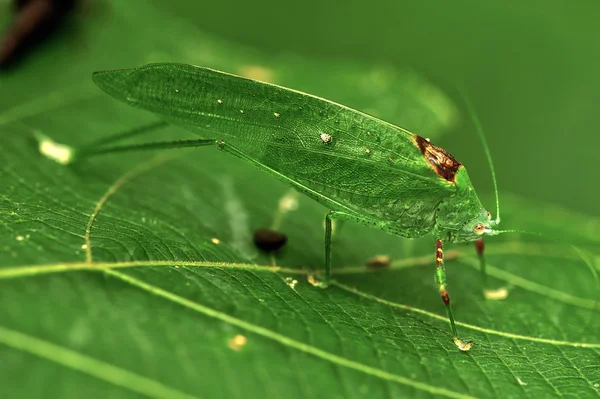 Makro owadów grasshopper, laos — Zdjęcie stockowe