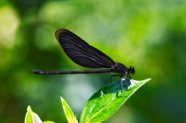 Owady makro motyl, laos — Zdjęcie stockowe