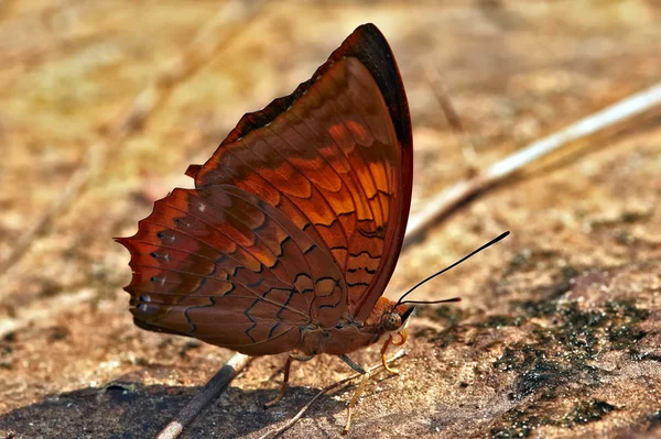 Insect macro butterfly, Laos — Stock Photo, Image