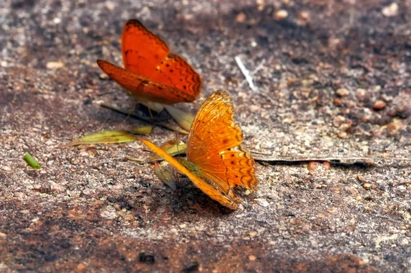 Insektenmakro, laos — Stockfoto