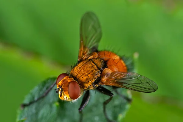 Macro inseto — Fotografia de Stock