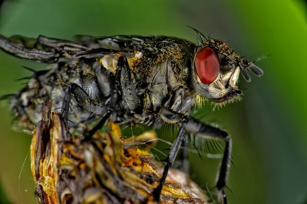 Macro inseto — Fotografia de Stock