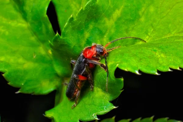 Макрос насекомых — стоковое фото