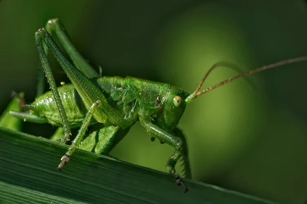 Macro de insectos — Foto de Stock