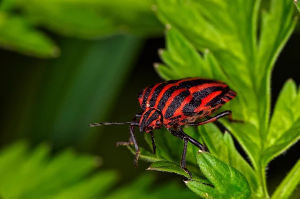 Böcek makro — Stok fotoğraf