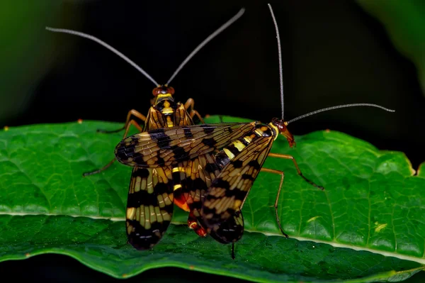 Macro de insectos —  Fotos de Stock