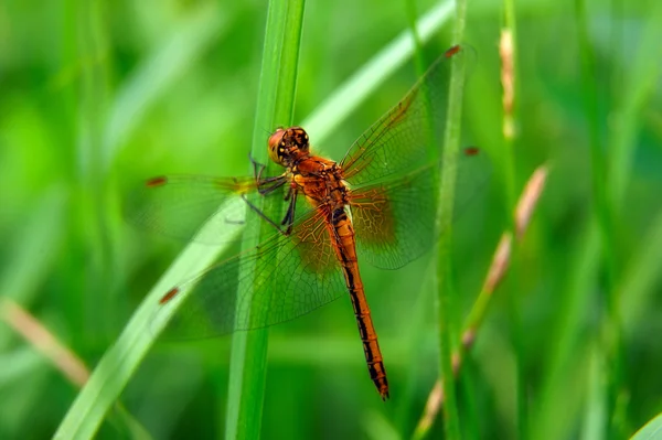 Böcek makro — Stok fotoğraf