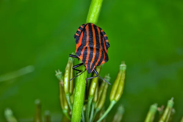 Insekt makro — Stockfoto