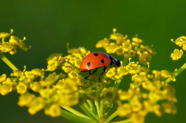 Insektenmakro — Stockfoto