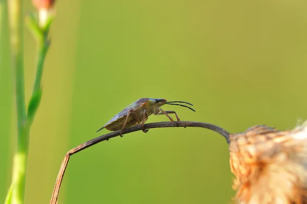 昆虫のマクロ — ストック写真