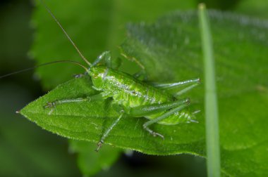 Grasshopper clipart