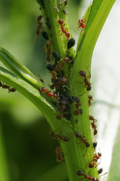 Mrówka — Zdjęcie stockowe
