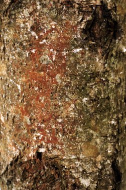 doğal kış ahşap dokular