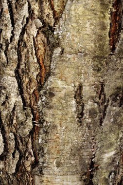 Natural winter wood textures clipart