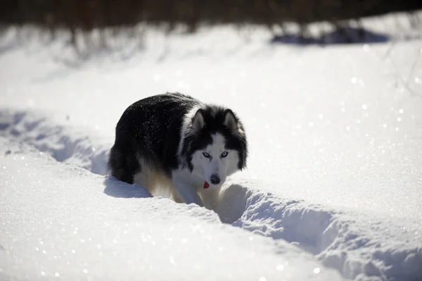 Siberian Husky dog — Stock Photo, Image