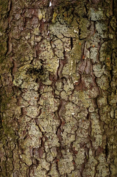 stock image Natural winter wood textures