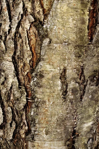 stock image Natural winter wood textures