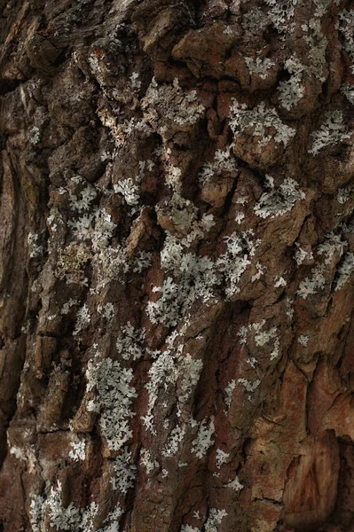 Zimowe naturalne drewno tekstury — Zdjęcie stockowe