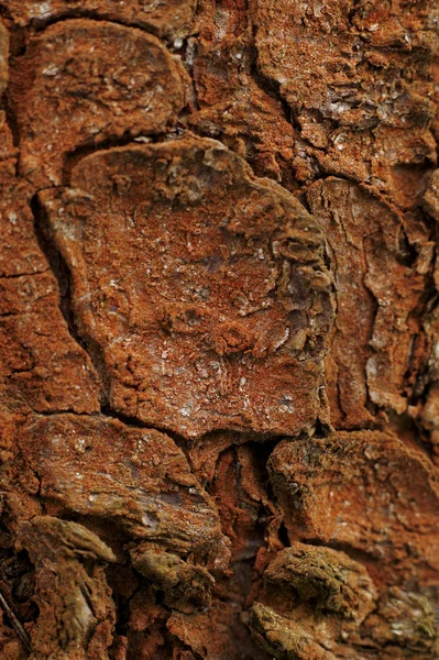 stock image Natural winter wood textures