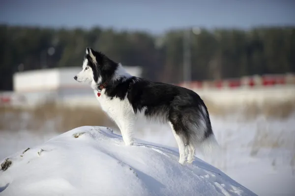 Σιβηρίας Χάσκι σκυλί Εικόνα Αρχείου