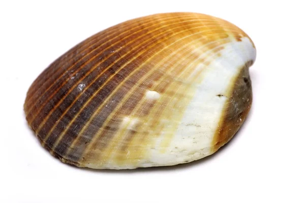 Sea shell Royaltyfria Stockfoton