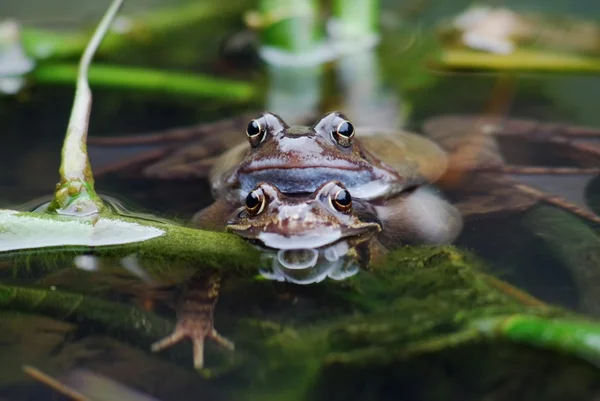 Kurbağalar — Stok fotoğraf