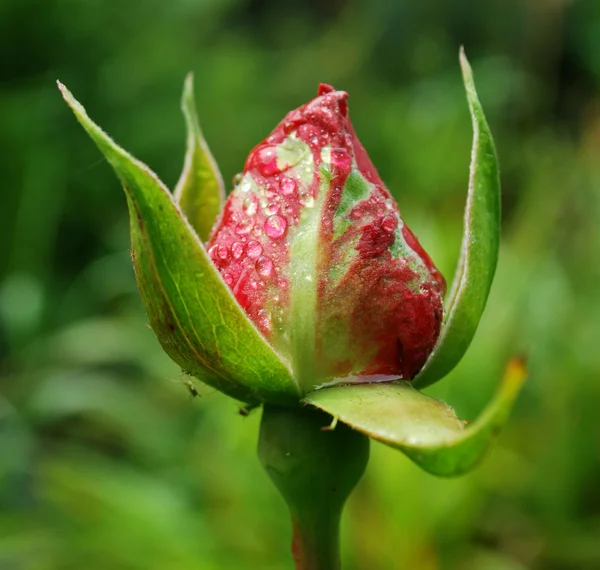 stock image Rosebud