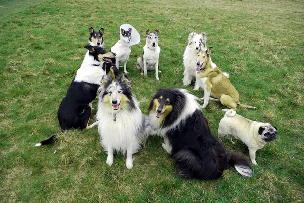 Köpekler