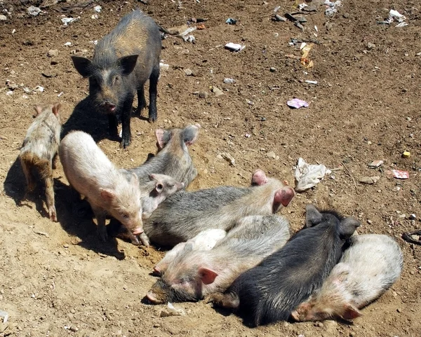 stock image Pigs