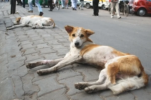 stock image Dogs