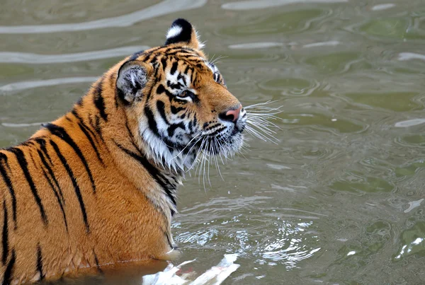 Tigre, — Fotografia de Stock