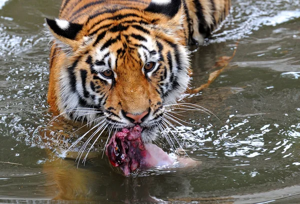 Tigre, —  Fotos de Stock