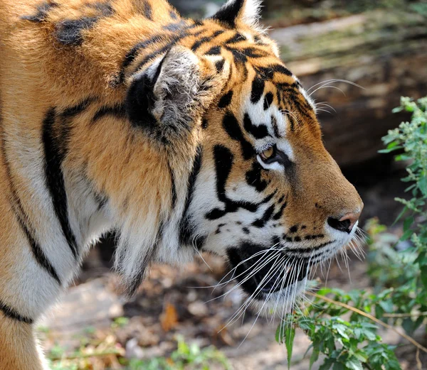 Tigre — Foto Stock