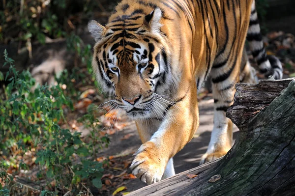 Tiger, — Stockfoto