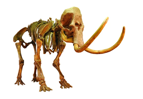 stock image Mammoth