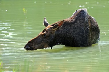 Elk