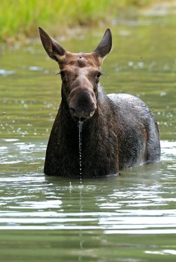 Elk