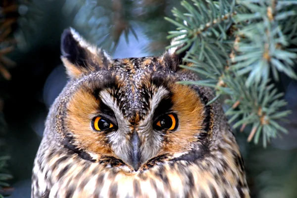 With big ears owl — Stock Photo, Image