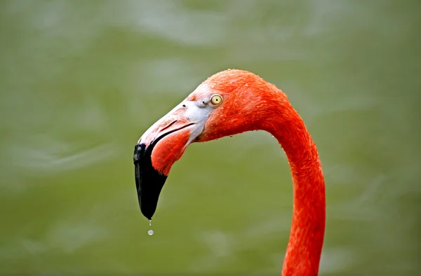 stock image Flamingo