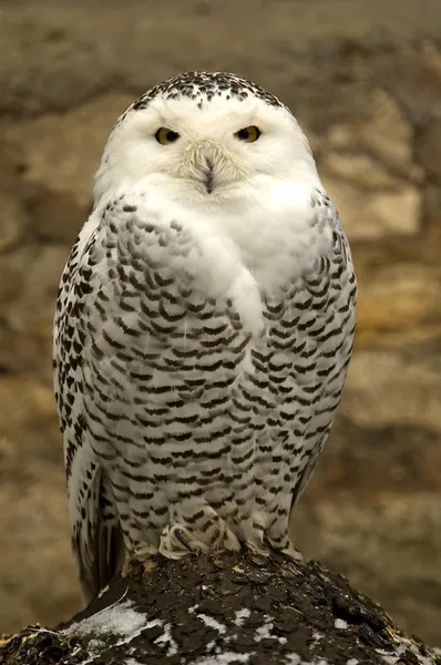 Arctic owl — Stock Photo, Image