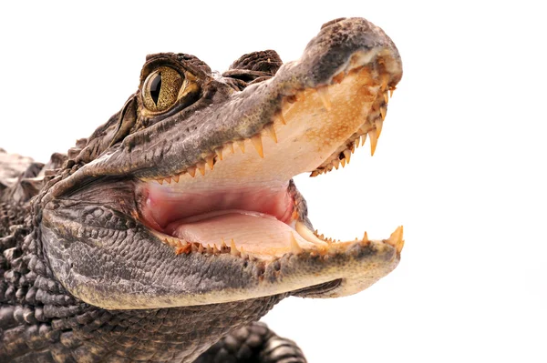 Krokodil, aligátor — Stock Fotó