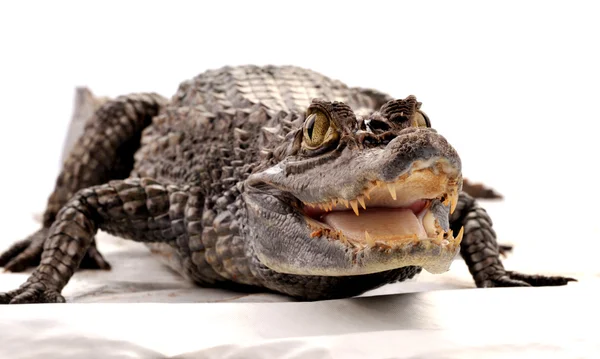 Crocodilo, jacaré — Fotografia de Stock